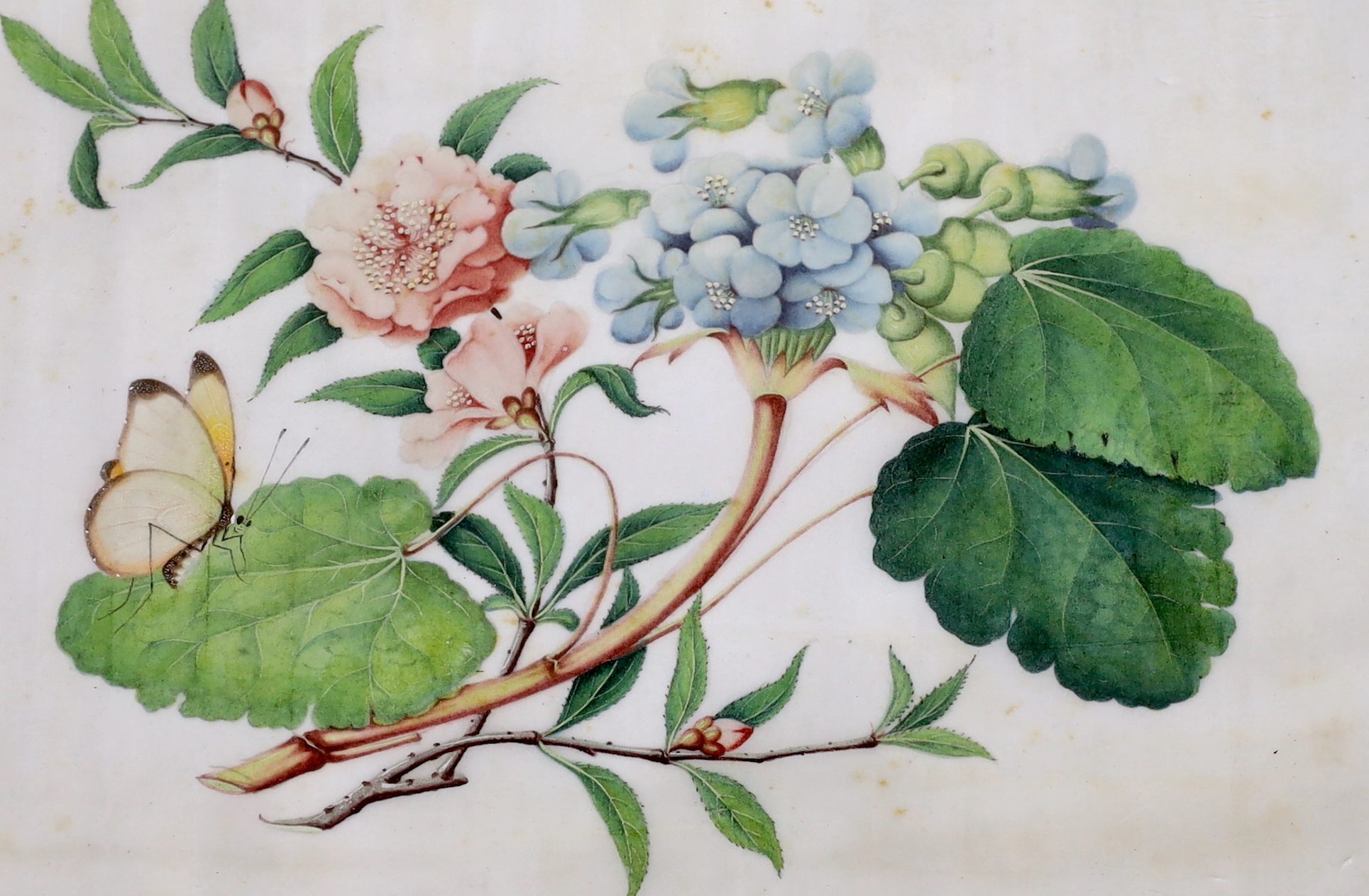 A pair of Chinese pith paper paintings, still life’s of flowers and butterflies, 16 x 26cm